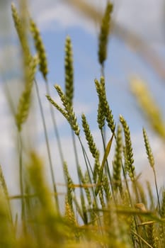 field of wheat