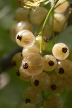 macro picture of ripe white currants on the  bush twig 
