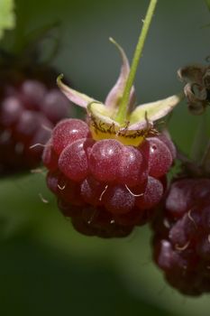 close up of ripe freswh raspberry on the ruspberry bush
