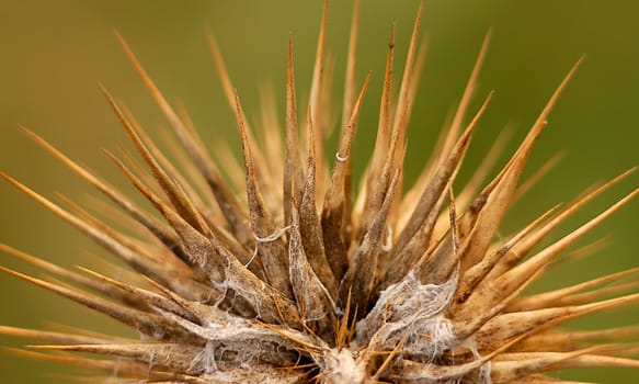 close up on thistle in the field 