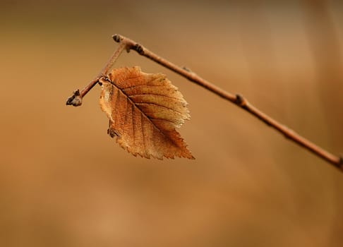 close up on leaf at the autumn
