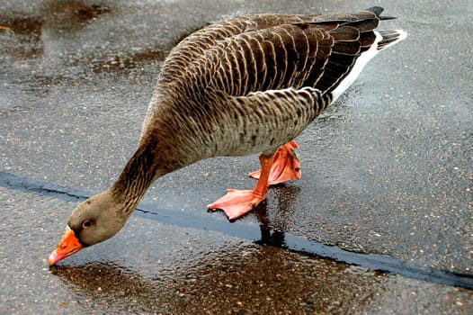 very thirsty wild goose drinking from the flour