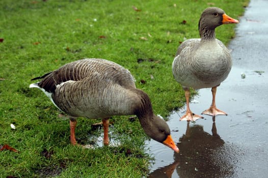 couple of wild gooses in the park