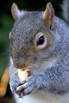 squirrel eating a nut in the park