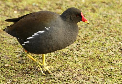 black chicken with red head walking in the farm