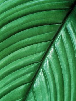 A closeup of a tropical plant leaf.
