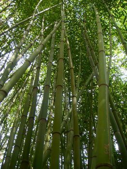 Bamboo growing very tall at Bellingrath Gardens, Alabama.