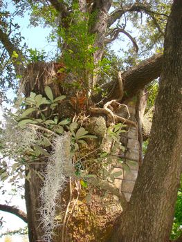 Strange looking tree that has seemingly been filled in with cement or bricks at the Bellingrath gardens in Alabama.