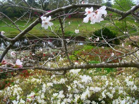 Beautiful tree blooming white flowers at Bellingrath Gardens and Home in Alabama.
