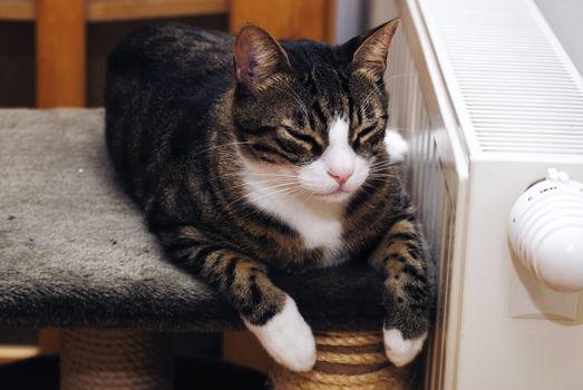 Cute cat sleeping and relaxing on heater.