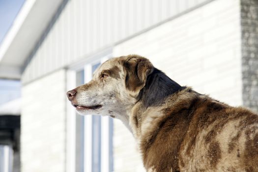 Home security: big labrador australian shepherd mix dog keeping an eye on things in front of the house.