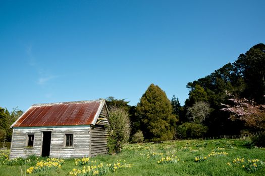 Old farmhouse, abandoned and derelict in field of daffodils.