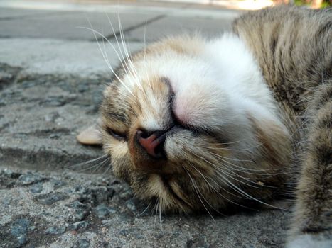 Smiling cat