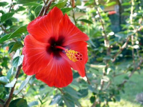 hibiscus