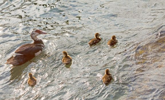 Little family of ducks with five chicks swimming in the water