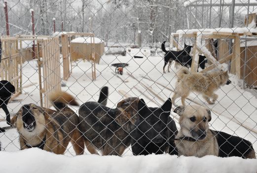 Shelter for stray dogs. A shelter of vagrant animals. Open-air cages for homeless dogs.