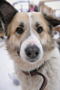 Shelter for stray dogs. A shelter of vagrant animals. Open-air cages for homeless dogs.