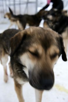 Shelter for stray dogs. A shelter of vagrant animals. Open-air cages for homeless dogs.