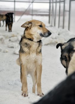 Shelter for stray dogs. A shelter of vagrant animals. Open-air cages for homeless dogs.