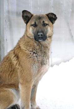 Shelter for stray dogs. A shelter of vagrant animals. Open-air cages for homeless dogs.