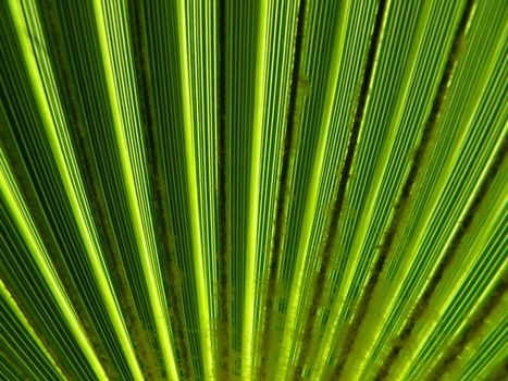 texture of palm leaf