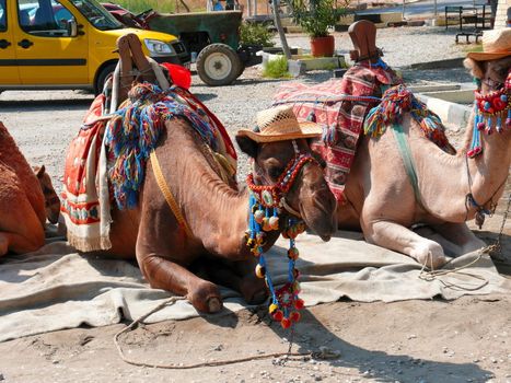 Camel in Aspendos - Turkey