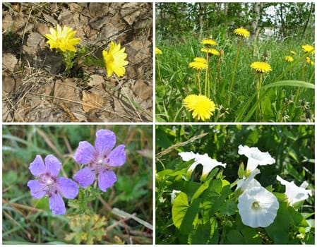 Flowers, russian wildflowers: snowdrop, dandelion, geranium, bindweed