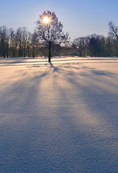 A tree in the middle of vacant land in winter time