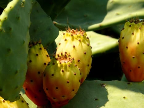 Fruit of cactus