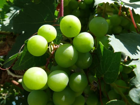 Green grapevine, Turkey