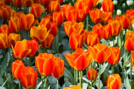 Group of blooming orange-red tulips in spring