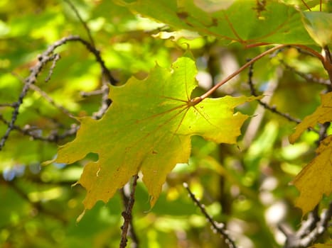 Autumn canadian maple leaf