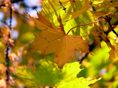 Autumn canadian maple leaf