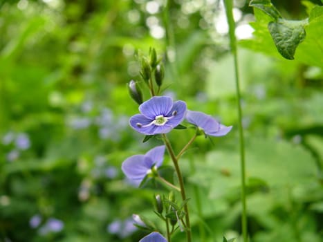 Blue cornflower in green background