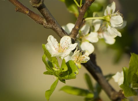 Little white flowers on a branch with some green leafs