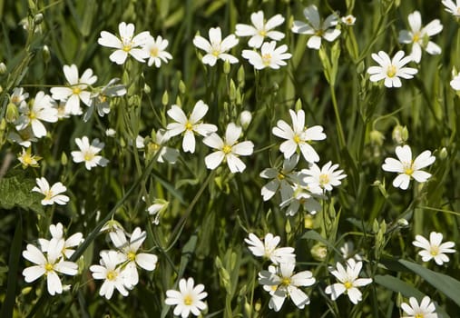 Many little white flowers in a green field