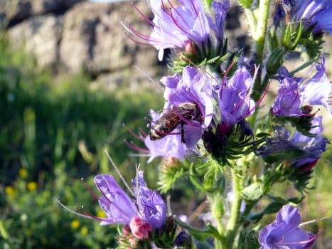 Bee (Apis mellifera) on a flower (Echium vulgare)