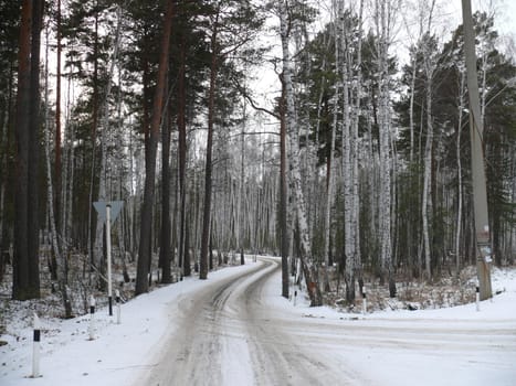 Path in winter forest