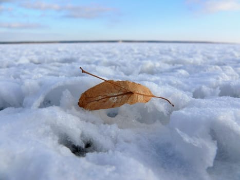 Dry linden flower in the snow