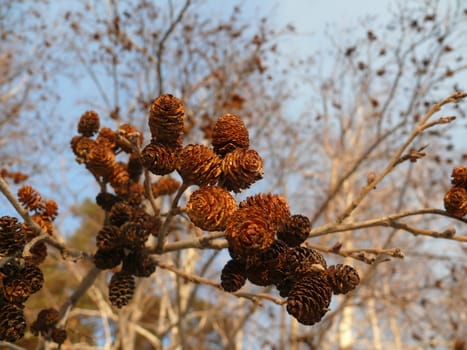 Alder cones