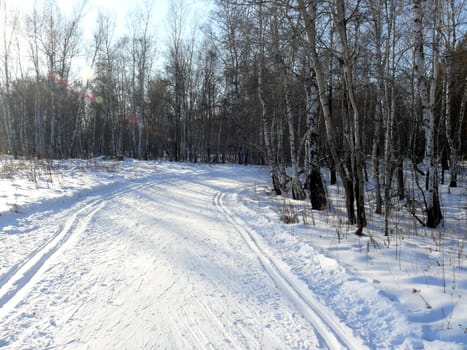 Winter landscape