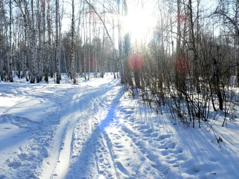 Winter landscape