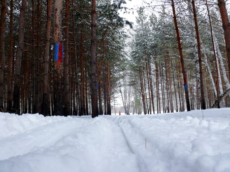 ski track in the forest