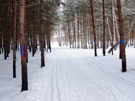 ski track in the forest