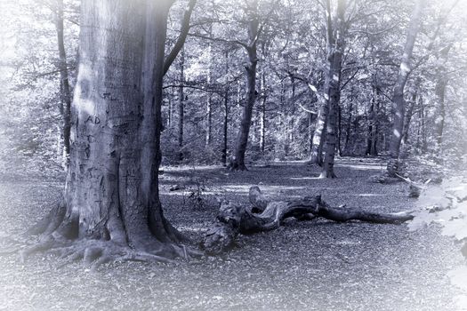 Monochrome image of forest with sunshine in late summer