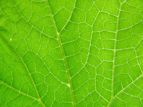Texture of cucumber leaf