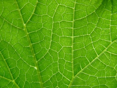 Texture of cucumber leaf