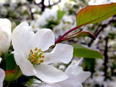 Fresh apple tree branch with flowers