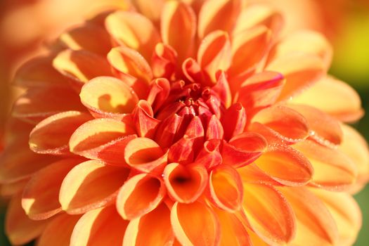 Close up Dahlia flower with dewdrops  in morning sun