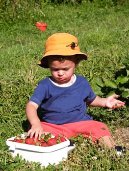 Little boy sitting in field is enticed to pick at bowl of strawberries.
